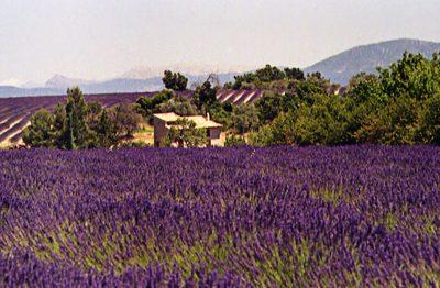 Lavendelfelder bei Valesole