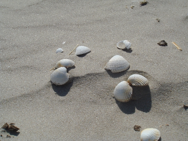 Muscheln im Sand